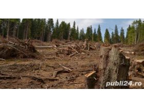 Oferta, National, Oferim servicii defrisari terenuri cu utilaje specilizate