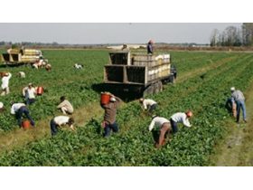 Oferta, National, Agricultura sparanghel austria
