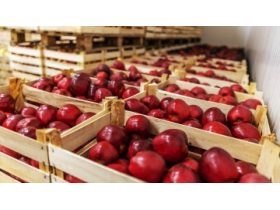 Oferta, National, Depozite fructe austria2400e