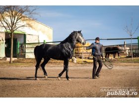 Oferta, National, Ferme animale germania angajari