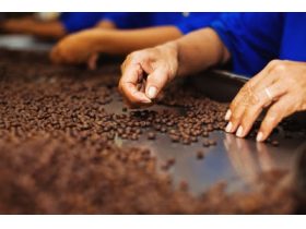 Oferta, National, Fabrica ciocolata germania2400e net//////