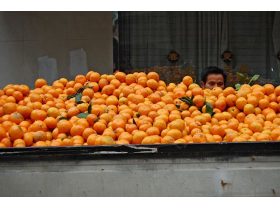 Oferta, National, Agricultura depozite germania