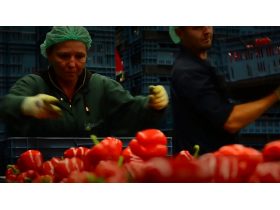 Oferta, Brasov, Depozite capsuni germania2400 personal