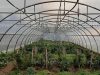 Solar profesional tunel (latime 6m sau 8m)