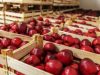 Agricultura aus 2000e net////////