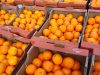 Depozite fructe exotice germ2400e net////