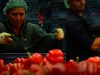 Agricultura aus 2000e net depozite rosii