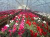 Sere flori germ2400e net.........pers