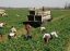 Oferta, National, Agricultura sparanghel austria