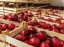 Oferta, National, Depozite fructe austria2400e