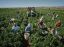 Oferta, National, Agricultura aus 2000e net personal
