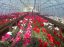 Oferta, National, Agricultura sere flori 2400